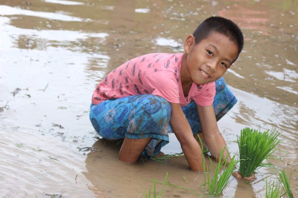 Boy smilling and planting rice in mudddy water